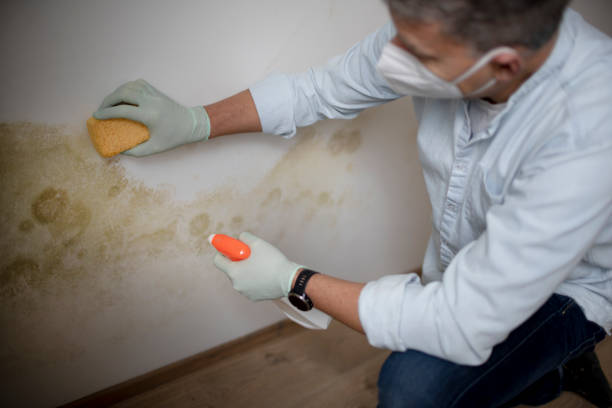 Best Mold Remediation Experts  in Ogdensburg, NY
