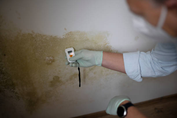 Reliable Ogdensburg, NY Mold Removal Solutions