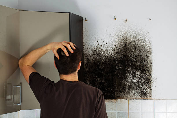 Best Local Mold Removal Service  in Ogdensburg, NY