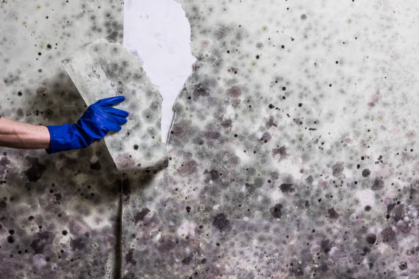 Best Professional Mold Removal  in Ogdensburg, NY